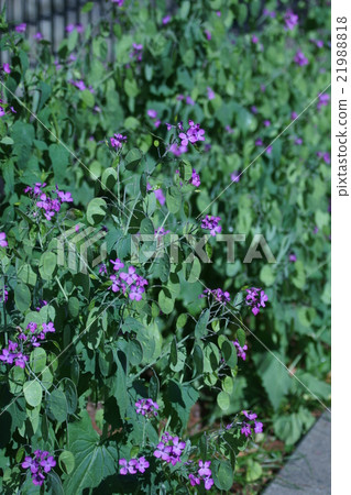 Goda Grass Goudasori The flower language is "Harvest" 21988818
