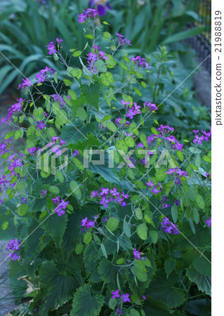 Goda Grass Goudasori The flower language is "Harvest" 21988819