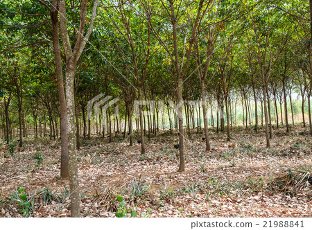 Rubber Thailand 21988841