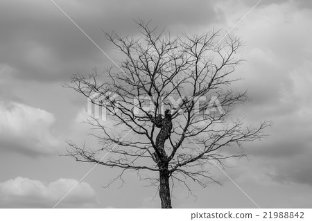 dry tree in nature 21988842