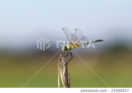 yellow dragonfly yellow dragonfly 21988857