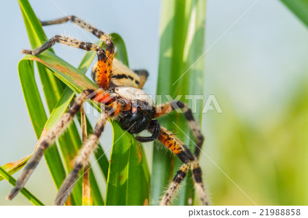 Spider on green leaf 21988858