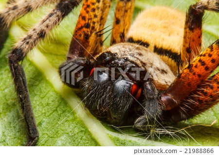 Spider on green leaf 21988866