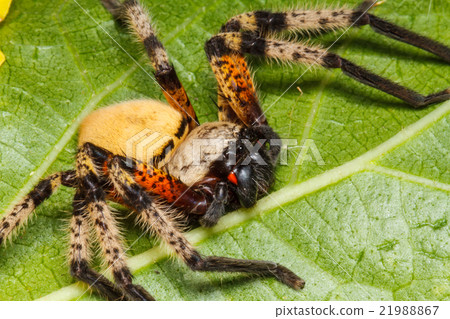 Spider on green leaf 21988867