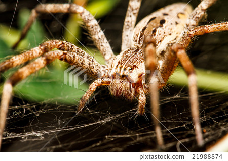 Wolf spider is resting on the net Wolf spider is resting on the net 21988874