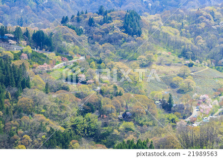 Yamazakura of Luo Town Yamazakura of Luo Town 21989563