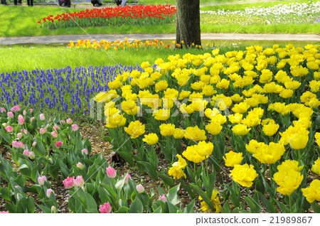 全國昭和紀念公園的花園 全國昭和紀念公園的花園 21989867