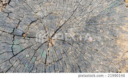 stump of dark tree on background stump of dark tree on background 21990148