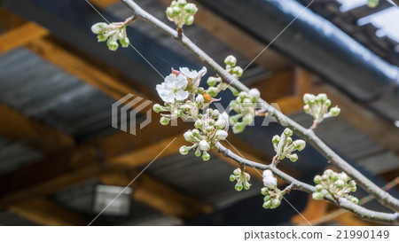 Spring Cherry Blossom Sakura flower Spring Cherry Blossom Sakura flower 21990149