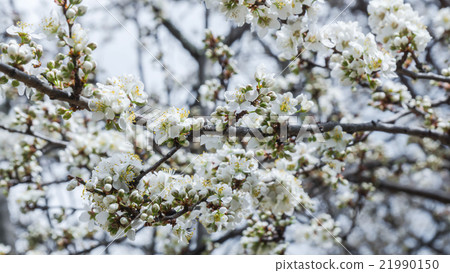 Spring Cherry Blossom Sakura flower Spring Cherry Blossom Sakura flower 21990150