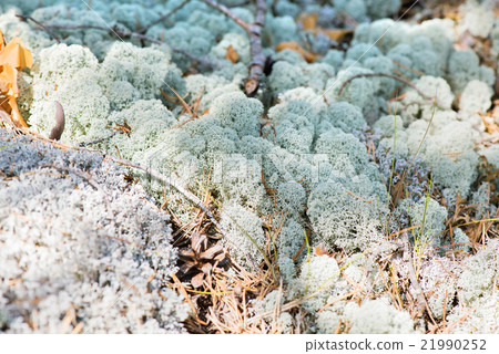 Macro shot of white reindeer moss Macro shot of white reindeer moss 21990252