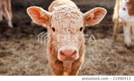 Calf in a corral close up. Calf in a corral close up. 21990413