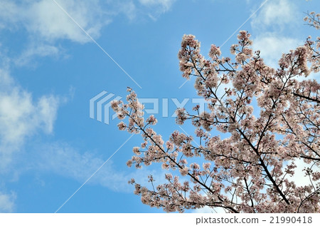  櫻花和藍天 21990418