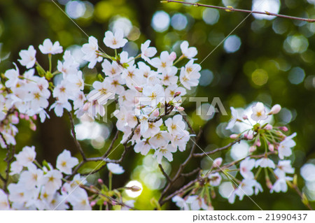 櫻花盛開 櫻花盛開 21990437