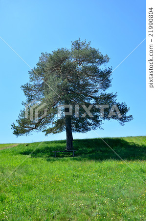 Secluded tree Secluded tree 21990804