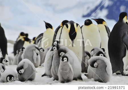 Emperor Penguins with chick Emperor Penguins with chick 21991371