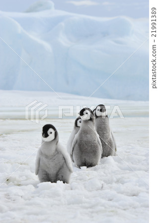 Emperor Penguins  chicks 21991389
