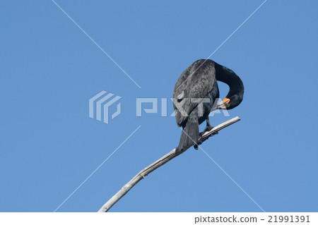 Double crested cormorant preening feathers 21991391