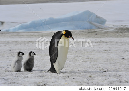 Emperor Penguins with chick 21991647