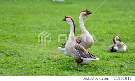 Chinese Goose on a Hobby farm in Ontario, Canada. Chinese Goose on a Hobby farm in Ontario, Canada. 21991912