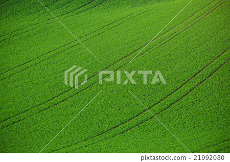 Green grass field background Green grass field background 21992080
