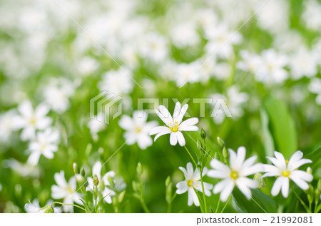 White spring flowers White spring flowers 21992081