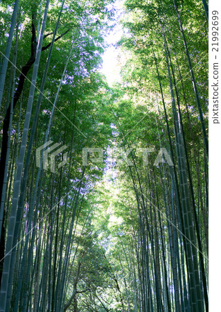 在京都的竹林 21992699
