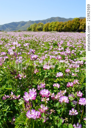 京都Sagano黃芪 21992989