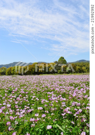 Astragalus of Kyoto Sagano 21992992