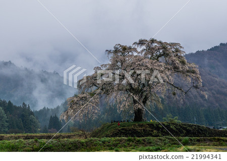 One-tree cherry tree in satoyama One-tree cherry tree in satoyama 21994341