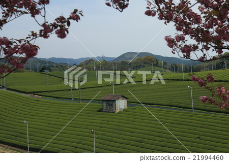 Yame large tea garden Yame large tea garden 21994460