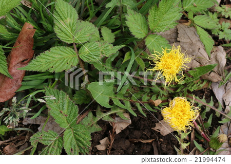 蒲公英？ 21994474