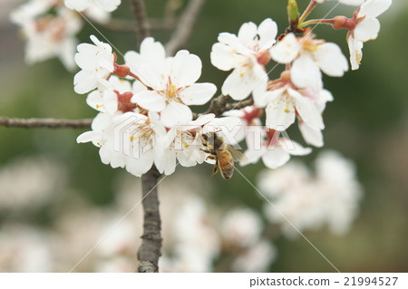 Sakura - Edohigan(愛知縣Kisosu River Tank) Sakura - Edohigan(愛知縣Kisosu River Tank) 21994527
