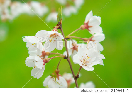 Sakura  -  Edohigan（愛知縣Kisosu River Tank） 21994541