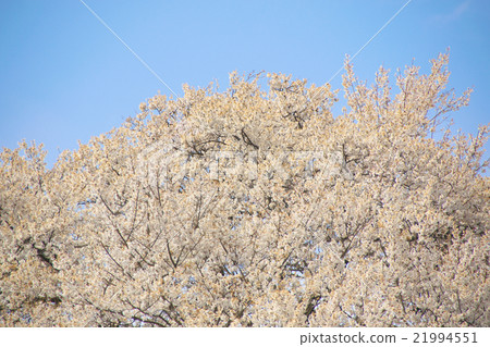 Sakura - Edohigan(愛知縣Kisosu River Tank) Sakura - Edohigan(愛知縣Kisosu River Tank) 21994551