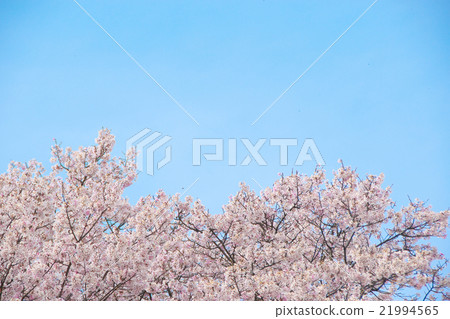 Sakura - Edohigan (Kisosu River Tank, Aichi Prefecture) Sakura - Edohigan (Kisosu River Tank, Aichi Prefecture) 21994565