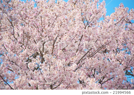 Sakura - Edohigan(愛知縣Kisosu River Tank) Sakura - Edohigan(愛知縣Kisosu River Tank) 21994566