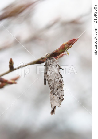 Minoru和Sakura 21995005