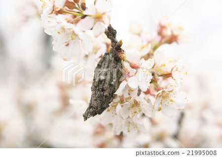 Minoru和Sakura 21995008