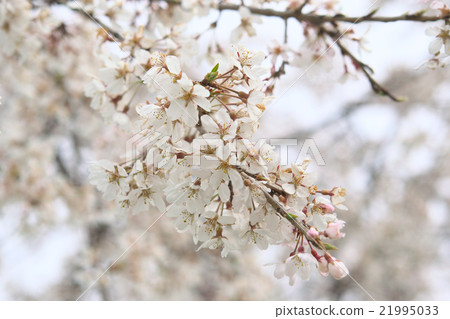 Shidarezakura (Kisosu River Tank, Aichi Prefecture) 21995033
