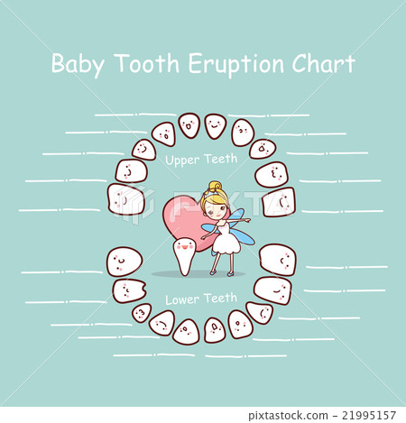 Baby tooth chart eruption record 21995157