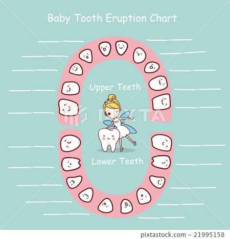 Baby tooth chart eruption record 21995158