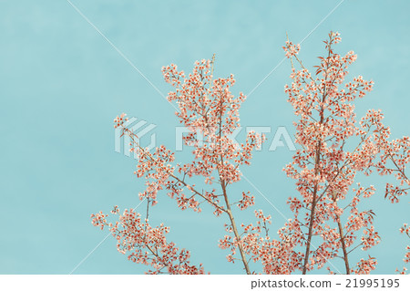 Wild Himalayan Cherry spring blossom 21995195