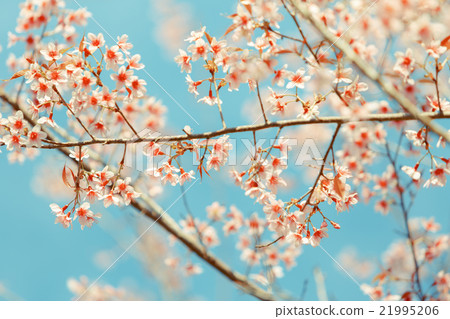Wild Himalayan Cherry spring blossom 21995206