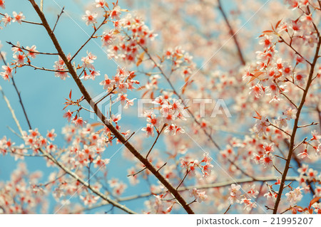 Wild Himalayan Cherry spring blossom 21995207