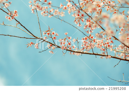 Wild Himalayan Cherry spring blossom 21995208