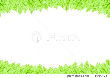 Fresh Green leaf frame isolated on white  21995371