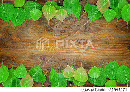 fresh green leaves and water drop on wood fresh green leaves and water drop on wood 21995374