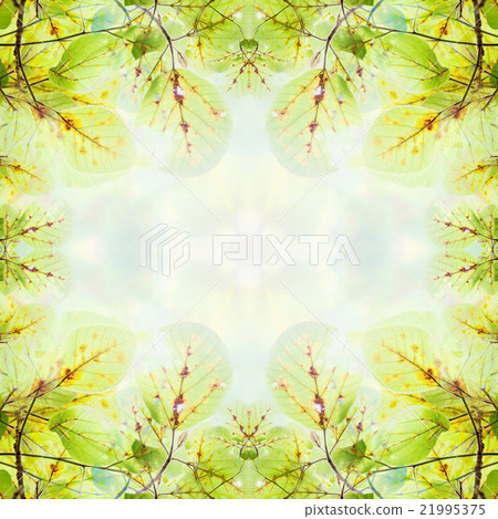 Beautiful green Leaves on the branches 21995375