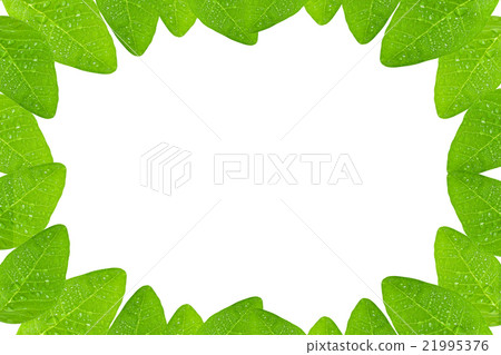 Fresh Green leaf frame isolated on white Fresh Green leaf frame isolated on white 21995376